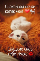 Спокойной ночи, милый котенок - картинка gif