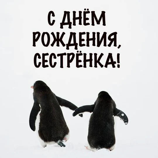 Пингвины с поздравлением сестре - гифки и картинки