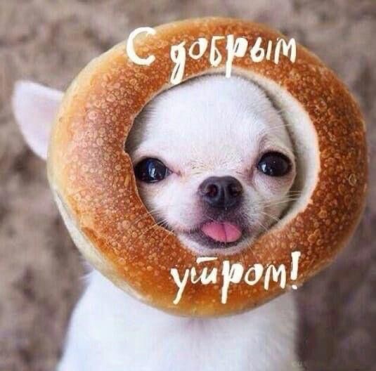 Чихуахуа с бубликом - гифки и картинки
