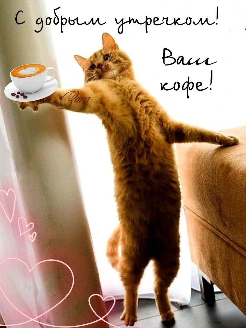 Рыжий кот с кофе - гифки и картинки