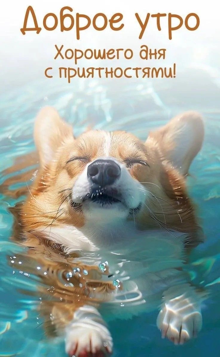 Расслабленный корги в воде - гифки и картинки