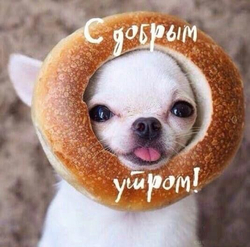 Чихуахуа с бубликом - картинка gif