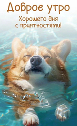 Расслабленный корги в воде - картинка gif