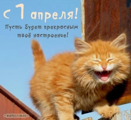 Смеющийся рыжий котенок - гифки и картинки