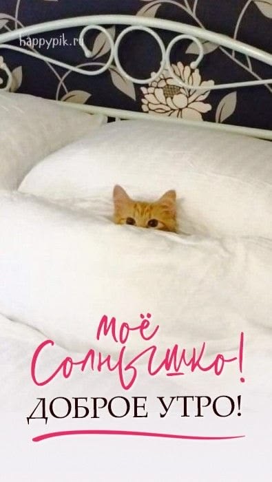 Котёнок выглядывает из-под одеяла - гифки и картинки