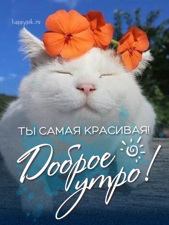 Утро с красивым котом - гифки и картинки