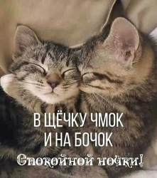 Нежные спящие котята - картинка gif