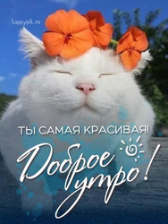 Утро с красивым котом - картинка gif