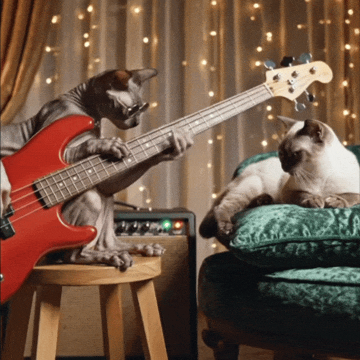 Кот играет на басу - На каждый день