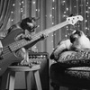 Кот играет на басу - картинка gif