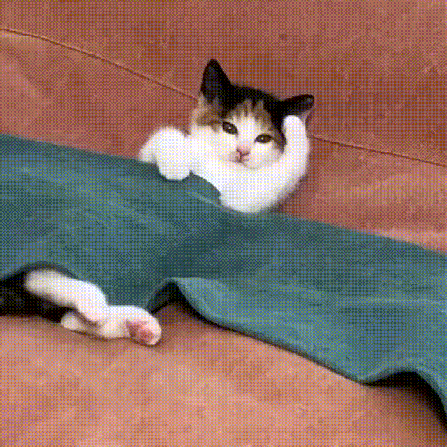 Котёнок заболел под пледом - гифки и картинки
