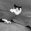 Котёнок заболел под пледом - картинка gif