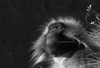 Геладой пристальный взгляд - картинка gif