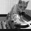Кот диджей на работе - картинка gif