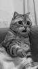 Изумленный кот в шоке - картинка gif