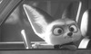 Фенек за рулем - картинка gif