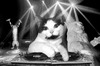 Коты диджеи на вечеринке - картинка gif