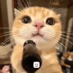 Гифки gif и картинки с котиками